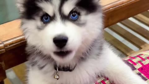 Husky rumble ; Siberian husky makes adorable sounds