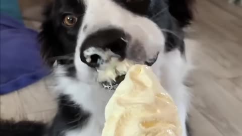2024 Funny Animal Videos – Cats and Dogs Edition