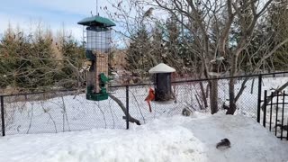 🔴 Live Cam Bird Feeder - Winter Snowy Countryside Backyard Birds Squirrels watching