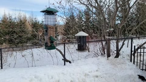 🔴 Live Cam Bird Feeder - Winter Snowy Countryside Backyard Birds Squirrels watching