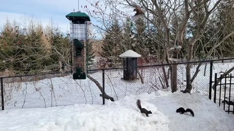 🔴 Live Cam Bird Feeder - Winter Snowy Countryside Backyard Birds Squirrels watching