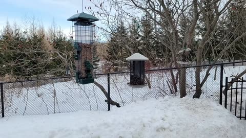 🔴 Live Cam Bird Feeder - Winter Snowy Countryside Backyard Birds Squirrels watching