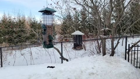 🔴 Live Cam Bird Feeder - Winter Snowy Countryside Backyard Birds Squirrels watching