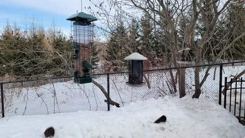 🔴 Live Cam Bird Feeder - Winter Snowy Countryside Backyard Birds Squirrels watching