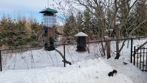 🔴 Live Cam Bird Feeder - Winter Snowy Countryside Backyard Birds Squirrels watching