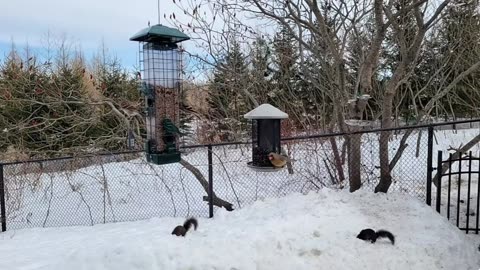 🔴 Live Cam Bird Feeder - Winter Snowy Countryside Backyard Birds Squirrels watching