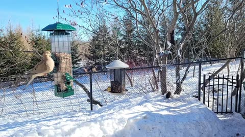 🔴 Live Cam Bird Feeder - Winter Snowy Countryside Backyard Birds Squirrels watching