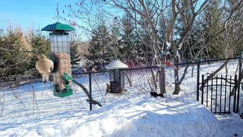 🔴 Live Cam Bird Feeder - Winter Snowy Countryside Backyard Birds Squirrels watching