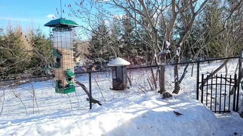 🔴 Live Cam Bird Feeder - Winter Snowy Countryside Backyard Birds Squirrels watching