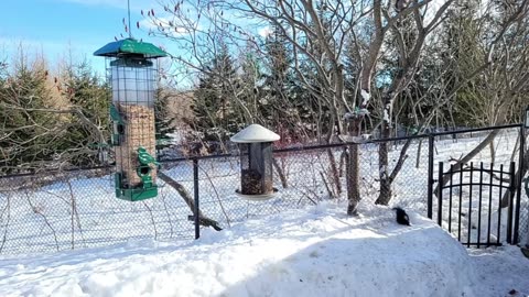 🔴 Live Cam Bird Feeder - Winter Snowy Countryside Backyard Birds Squirrels watching