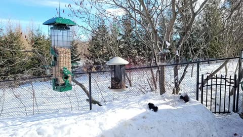 🔴 Live Cam Bird Feeder - Winter Snowy Countryside Backyard Birds Squirrels watching