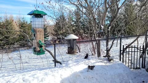 🔴 Live Cam Bird Feeder - Winter Snowy Countryside Backyard Birds Squirrels watching