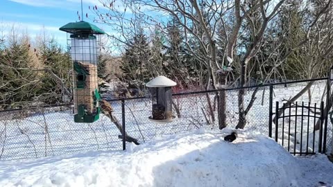 🔴 Live Cam Bird Feeder - Winter Snowy Countryside Backyard Birds Squirrels watching