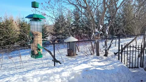 🔴 Live Cam Bird Feeder - Winter Snowy Countryside Backyard Birds Squirrels watching