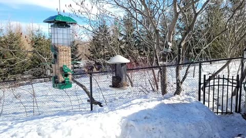 🔴 Live Cam Bird Feeder - Winter Snowy Countryside Backyard Birds Squirrels watching