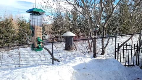 🔴 Live Cam Bird Feeder - Winter Snowy Countryside Backyard Birds Squirrels watching