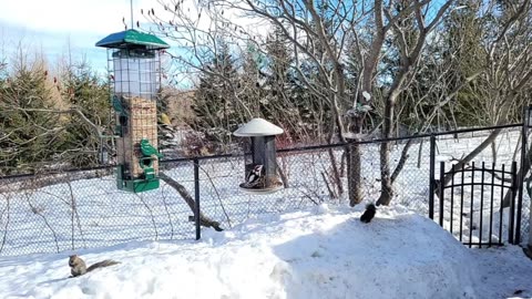 🔴 Live Cam Bird Feeder - Winter Snowy Countryside Backyard Birds Squirrels watching