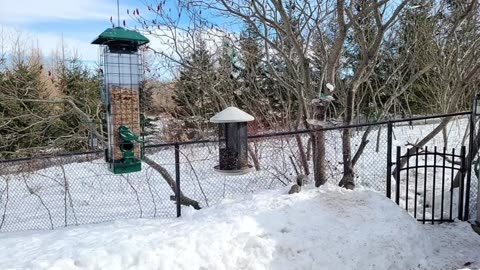 🔴 Live Cam Bird Feeder - Winter Snowy Countryside Backyard Birds Squirrels watching