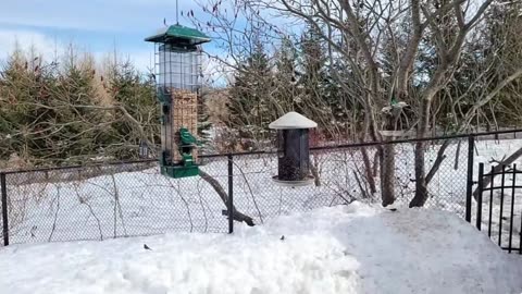 🔴 Live Cam Bird Feeder - Winter Snowy Countryside Backyard Birds Squirrels watching