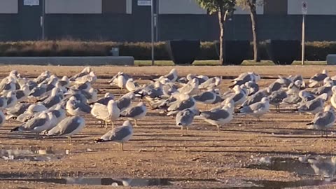A lot of seagulls
