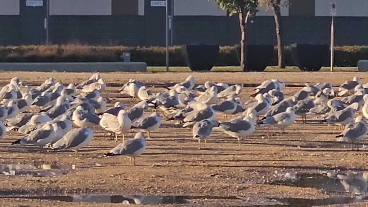 A lot of seagulls