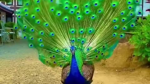 PEACOCK DANCE💯💥....| 🦃🦃