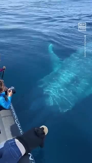Whale Watchers: 100ft Surprise