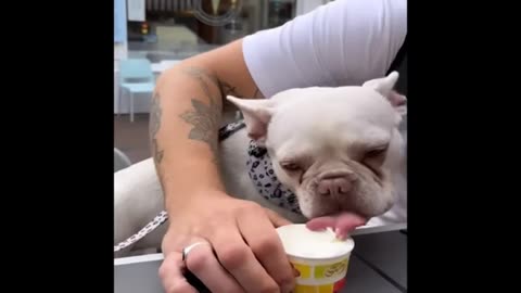 Little dog eating food fanny video