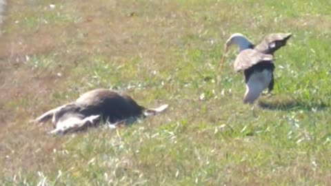 😮🦅 Witness An Eagle Feast Like Never Before! | FeedMyCuriosity