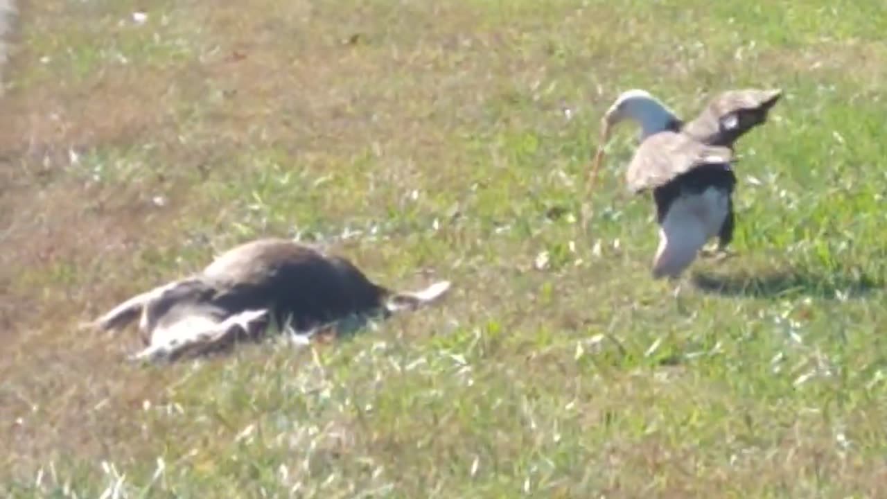 😮🦅 Witness An Eagle Feast Like Never Before! | FeedMyCuriosity