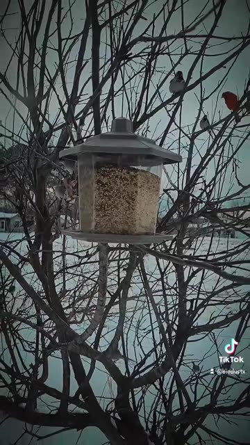 My Bird Feeder in Okmulgee, Oklahoma | January 26, 2026 |