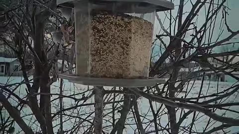 My Bird Feeder in Okmulgee, Oklahoma | January 26, 2026 |