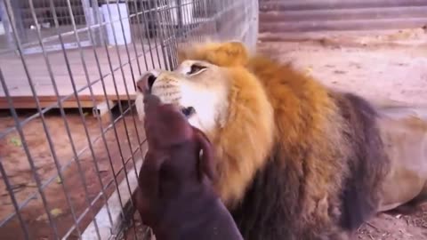 A lion is raised with some dogs and they get used to each other.