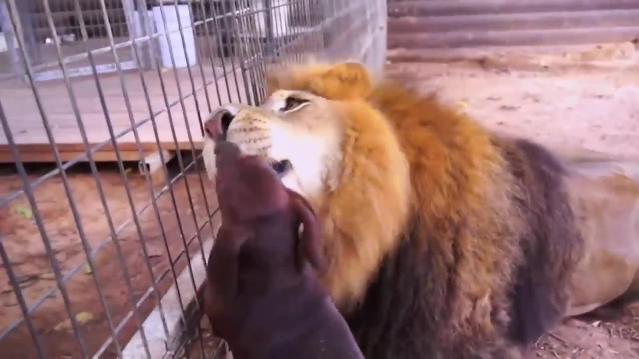 A lion is raised with some dogs and they get used to each other.
