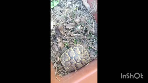 Discovered in my garden🐢🐢nice pets🪻