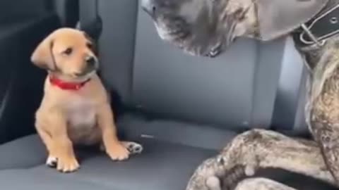 Funny 😆 video of dogs 🤣🐕