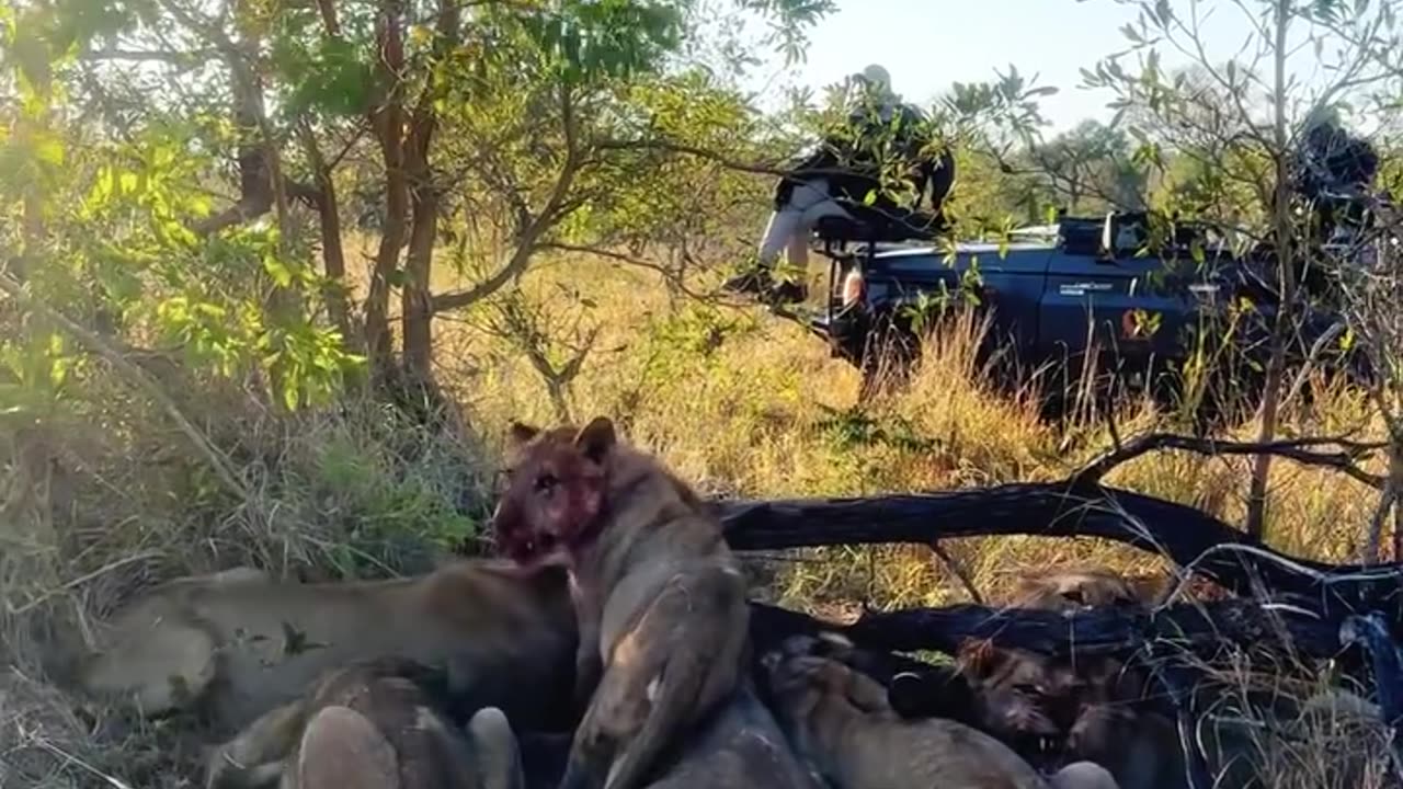 #WildAnimalEncounters #GazelleFight #Eaglck