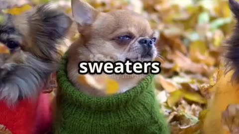 Autumn Pet Care Marathon — Part 4