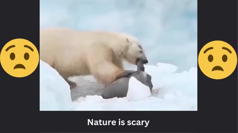 Polar Bear’s Seal Feast 🐾🐻‍❄️