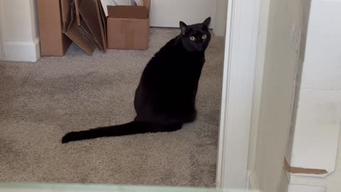 Cute Precious Piper Attracts People to the Office - Adopting a Cat from a Shelter Vlog