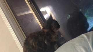 😂🐶 They're Usually Outside, But Not Today! Cute Animal Escape Fail | FunFM