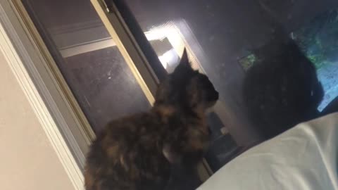 😂🐶 They're Usually Outside, But Not Today! Cute Animal Escape Fail | FunFM