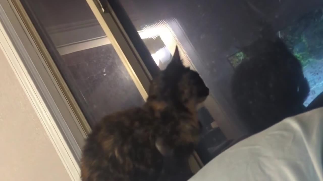 😂🐶 They're Usually Outside, But Not Today! Cute Animal Escape Fail | FunFM