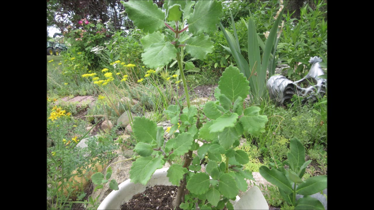 Ginger Bush Tea Ginger Bush June 2023