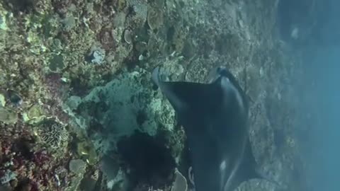 "My First Scuba Dive Experience 🤿 | Facing My Fears Underwater!"