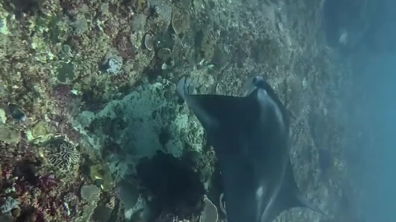 "My First Scuba Dive Experience 🤿 | Facing My Fears Underwater!"