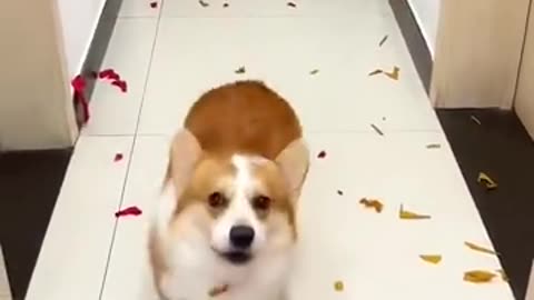 不同的狗子对任务的不同理解