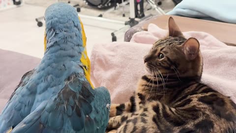 Cat Puts Up With Silly Macaw
