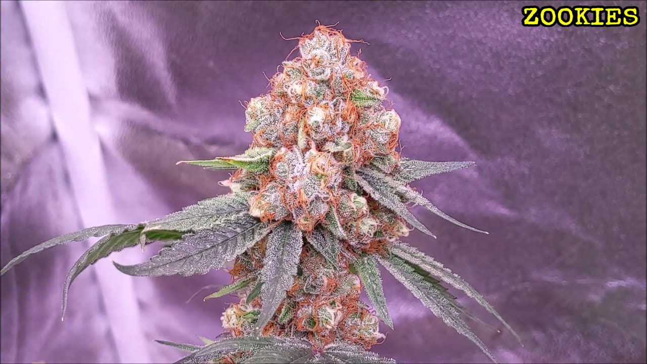 Zookies (Clone)