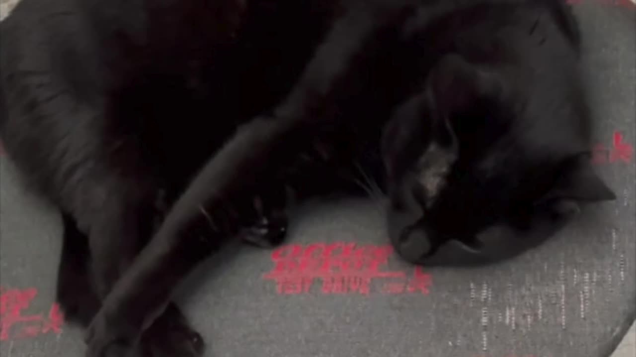 Cute Precious Piper is Interrupted During Her Exercise - Adopting a Cat from a Shelter Vlog #shorts